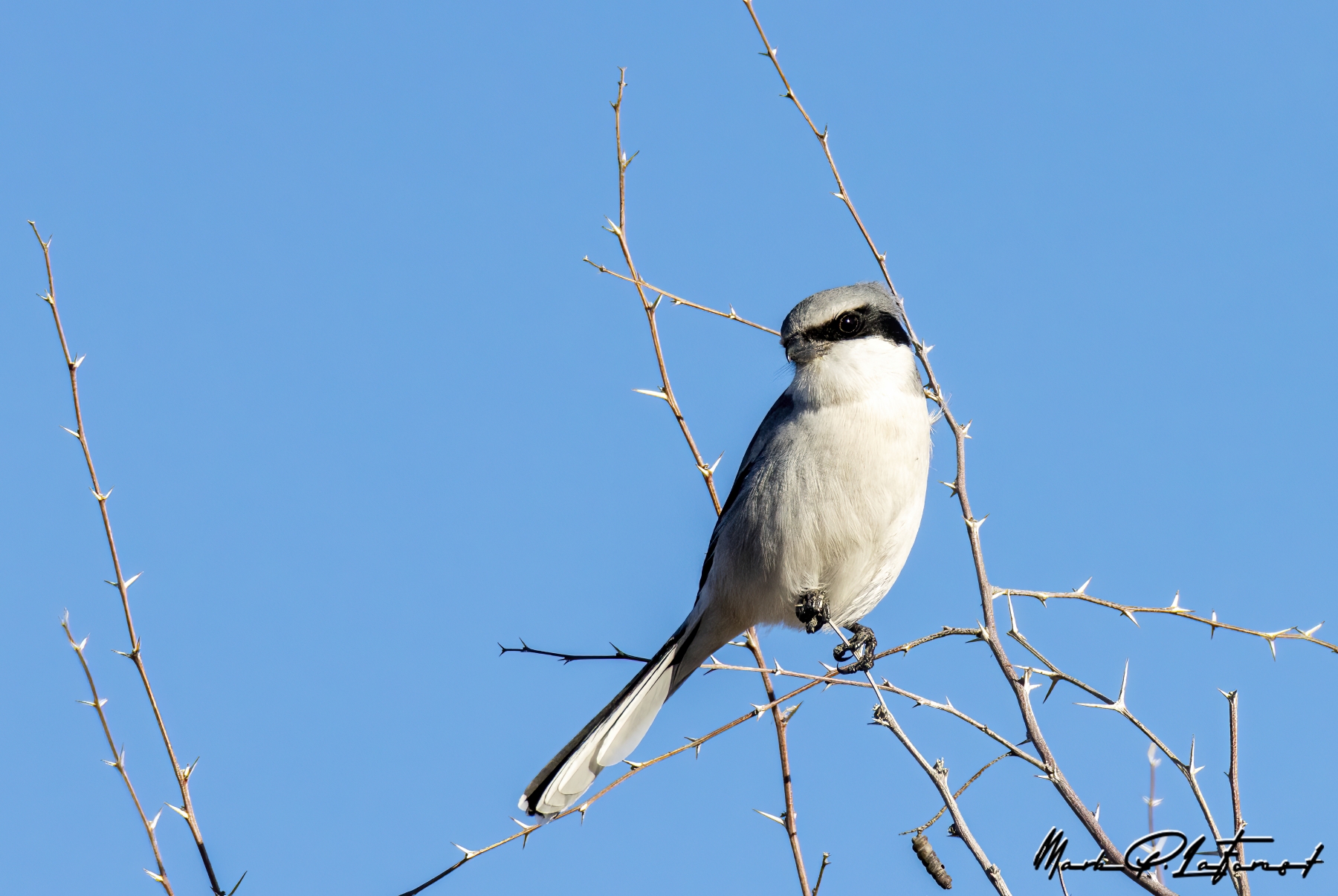 Loggerhead Shrike, Bosque Del Apache National Wildlife Refuge, New Mexico
